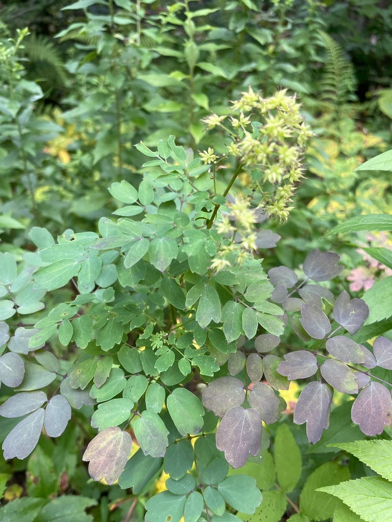 Thalictrum pubescens