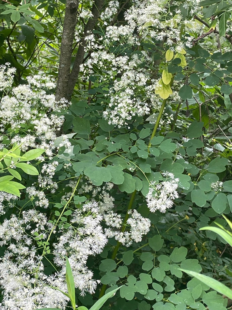 Thalictrum pubescens