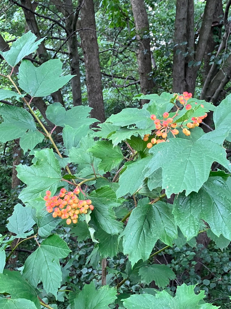 Viburnum acerifolium