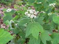 Viburnum acerifolium