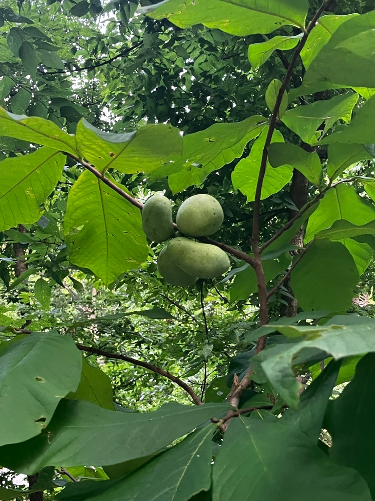 Asimina triloba