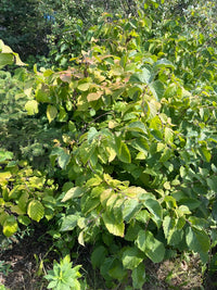 Corylus americana