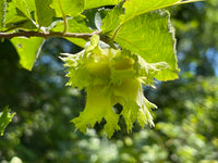 Corylus americana