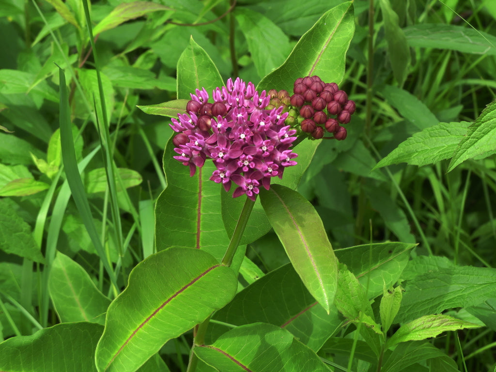 Asclepias purpurascens