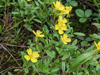 Oenothera perennis