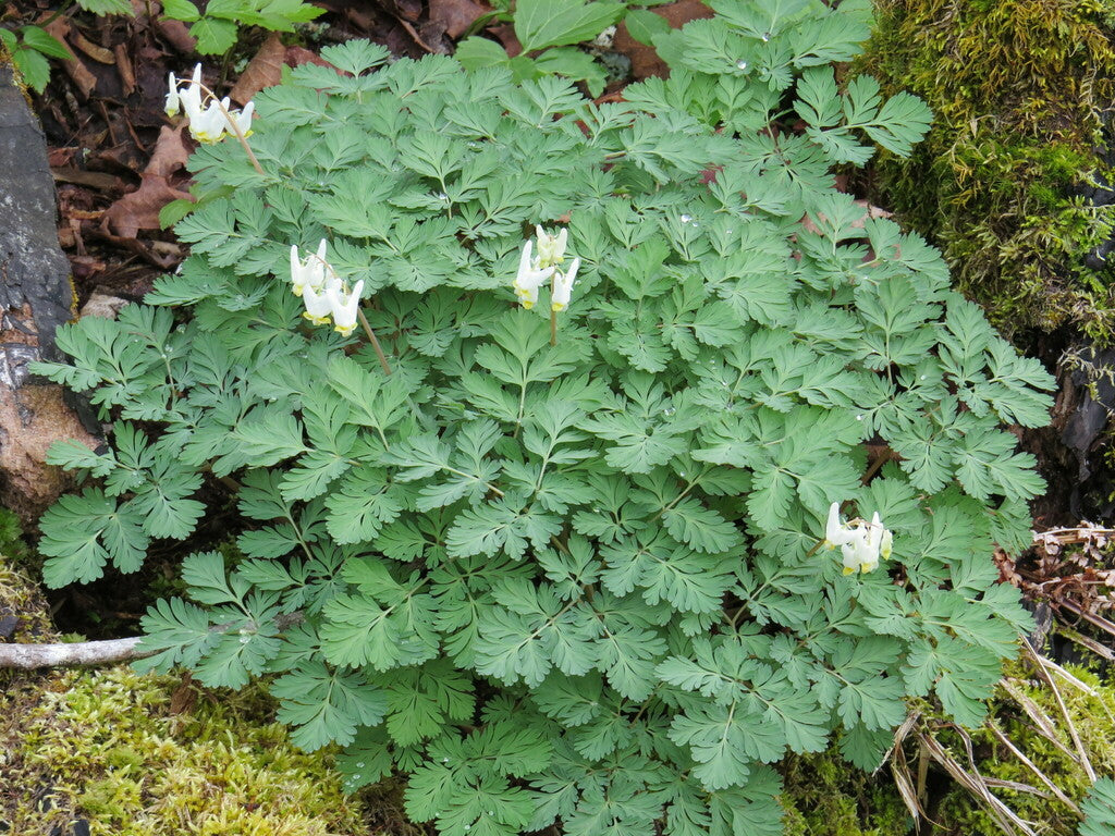 Dicentra cucullaria