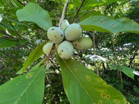 Asimina triloba