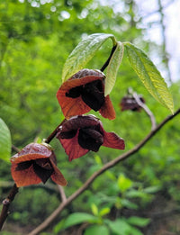 Asimina triloba