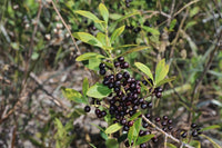 Ilex glabra