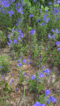 Salvia azurea