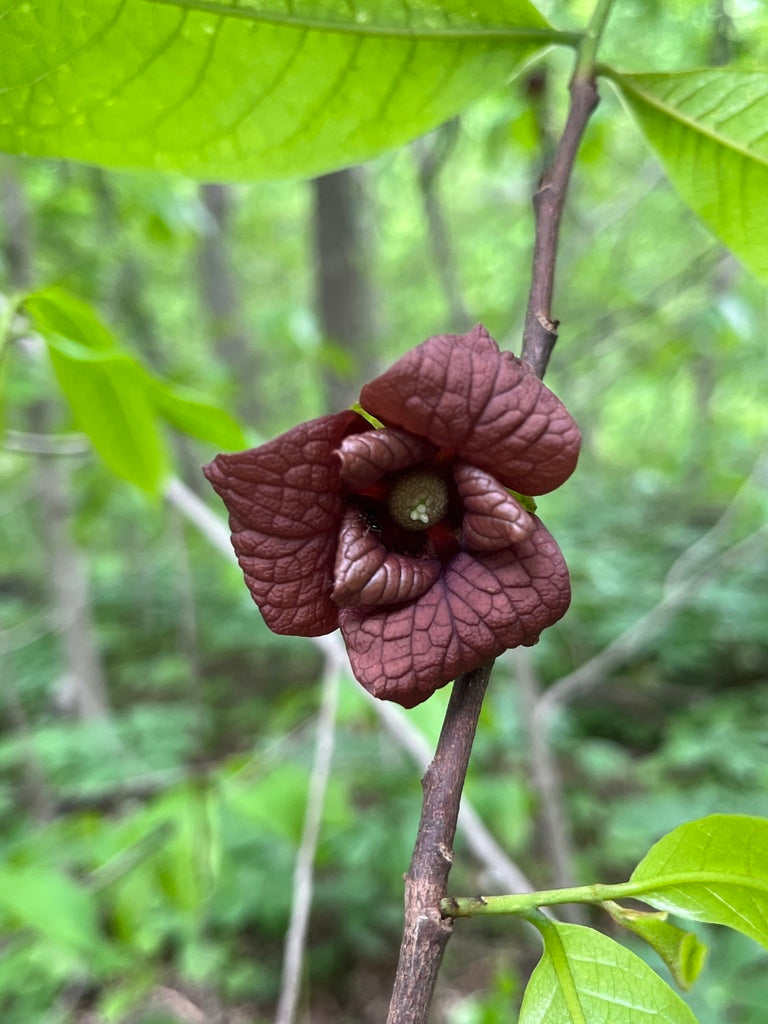 Asimina triloba