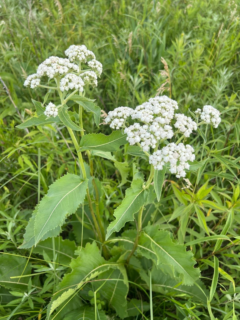 Parthenium integrifolium