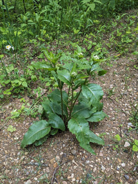 Parthenium integrifolium