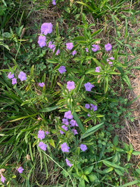 Ruellia caroliniensis