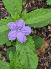 Ruellia caroliniensis