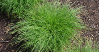 Carex woodii