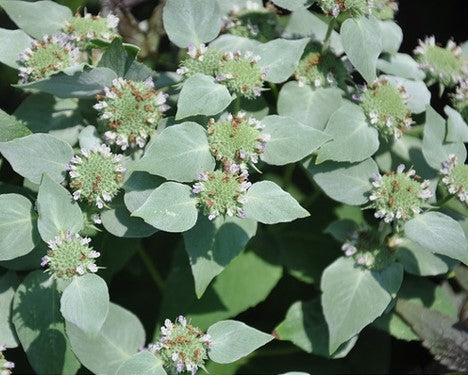 Pycnanthemum muticum / Short-toothed Mountain Mint (Mint Family)