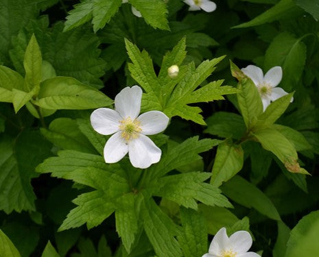 Anemone canadense / Canada Anemone (Buttercup Family)