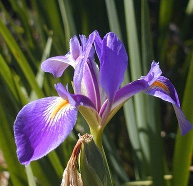 Iris virginica / Southern Blue Flag Iris (Iris Family)