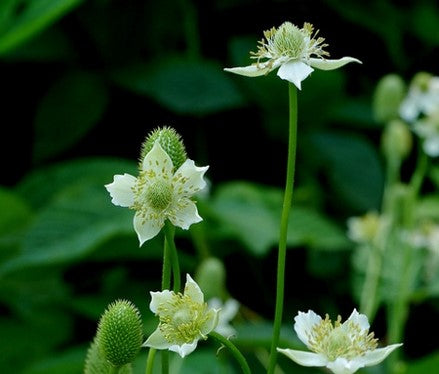Anemone virginiana / Thimbleweed (Buttercup Family)