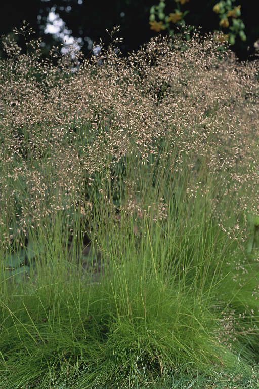 Deschampsia flexuosa / Wavy Hair Grass (Grass Family)