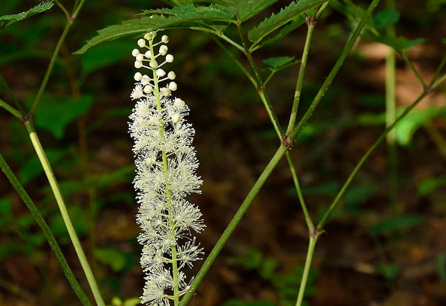 Actaea racemosa / Black Cohosh (Buttercup Family)