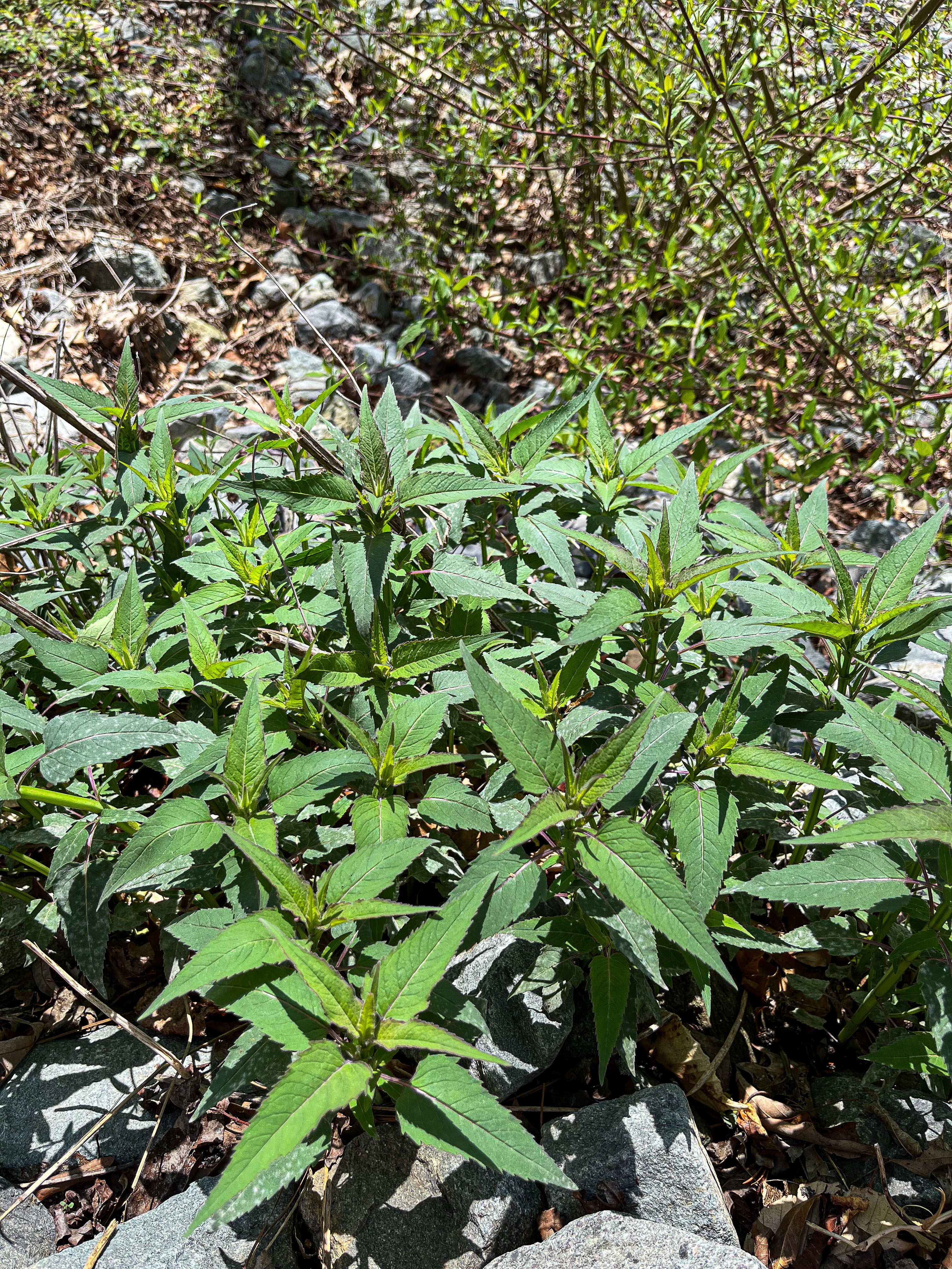 Monarda fistulosa  / Wild bergamot (Mint Family)