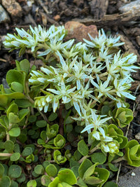 Sedum ternatum