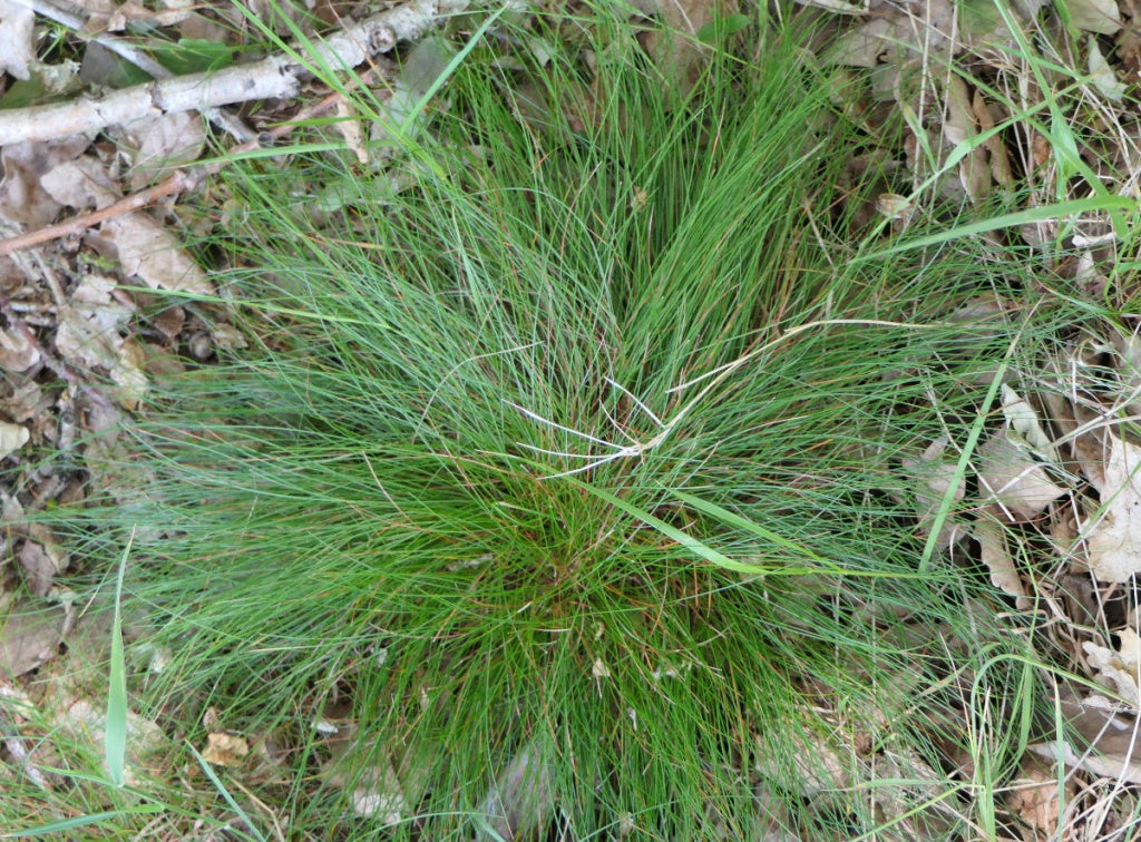 Deschampsia flexuosa / Wavy Hair Grass (Grass Family) – Haw Honey