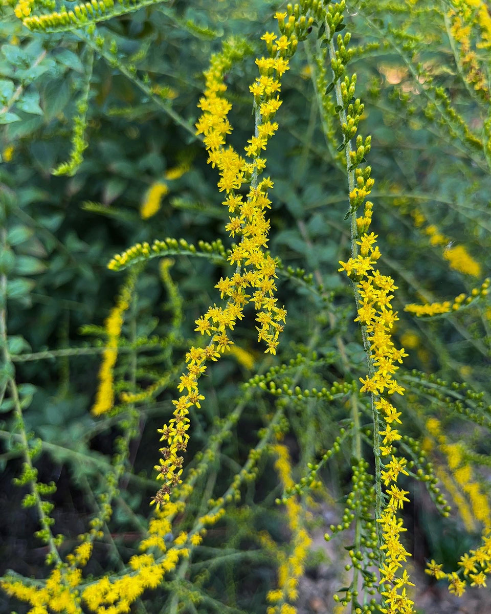 Solidago Rugosa ‘Fireworks ‘: Solidago Rugosa – FIHIDU