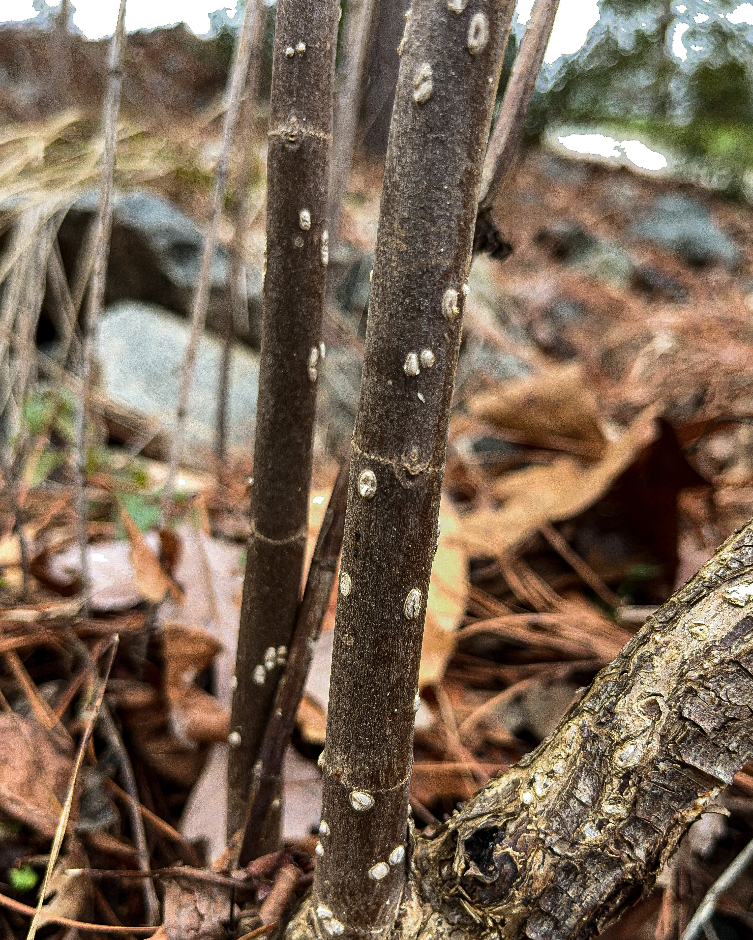 Cephalanthus occidentalis / Button Bush (Madder Family)