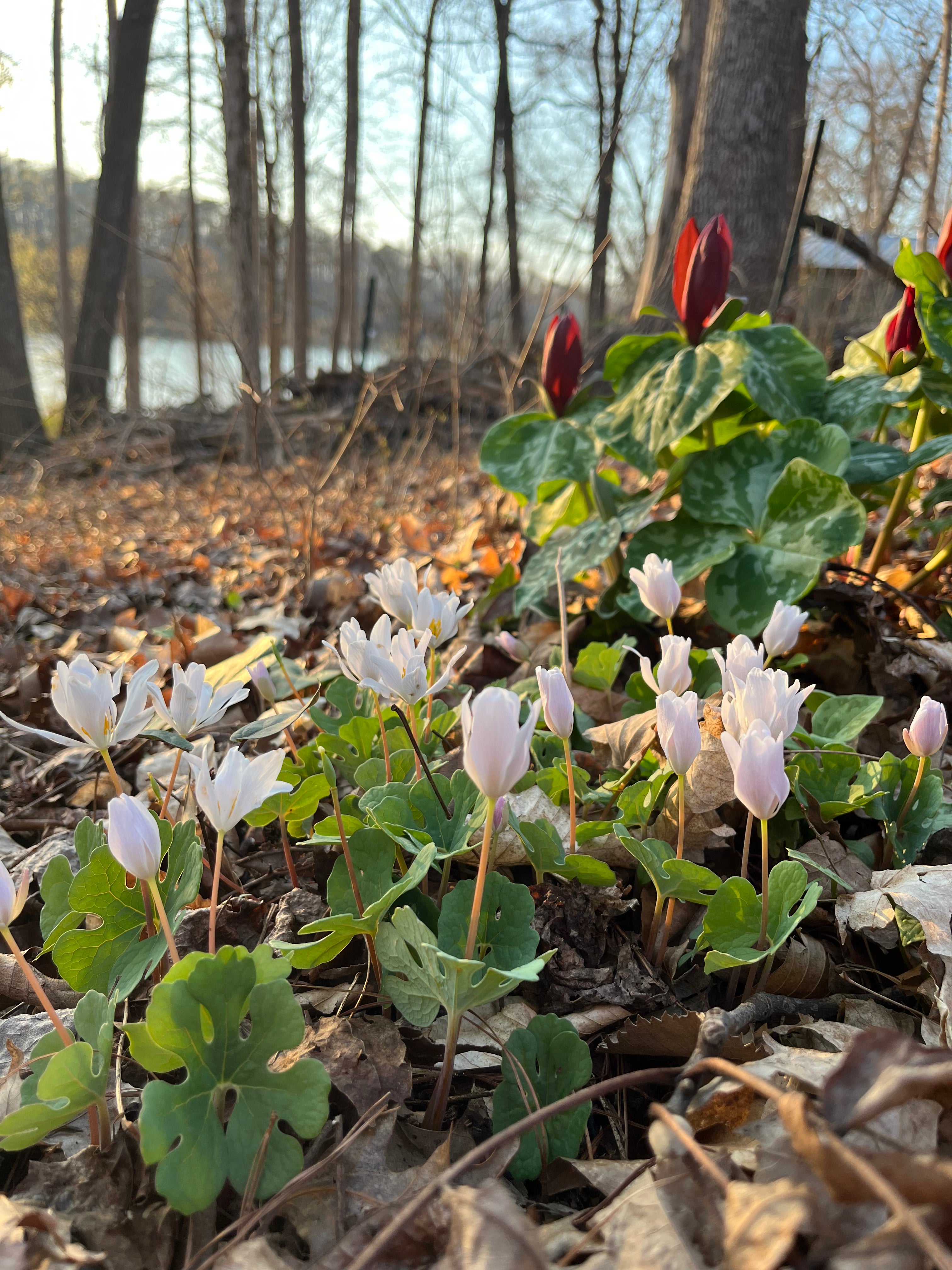 Sanguinaria canadensis / Blood Root (Poppy Family)