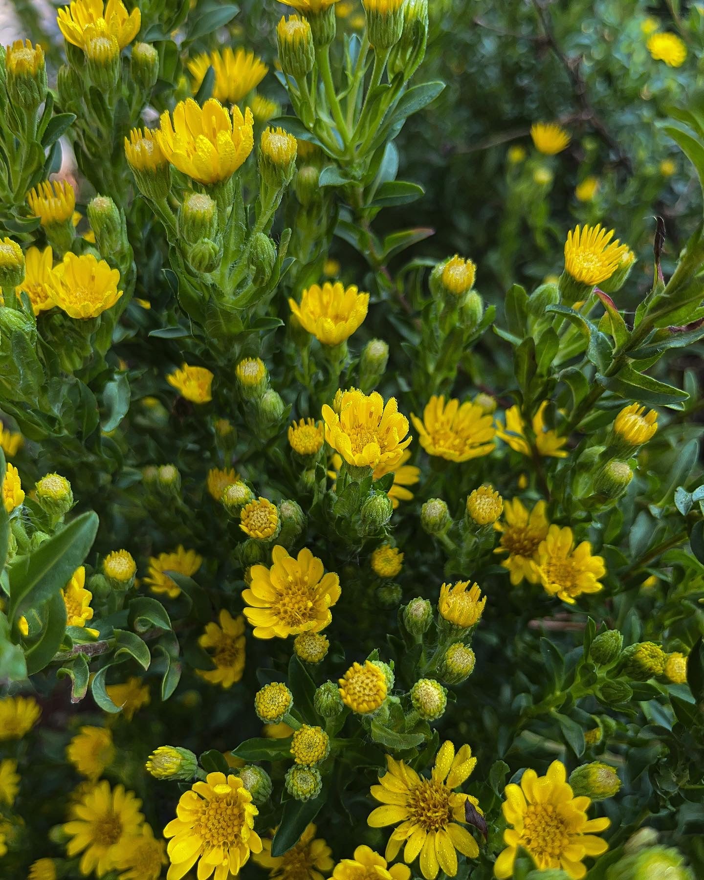 Chrysopsis mariana / Maryland Golden Aster (Aster Family)