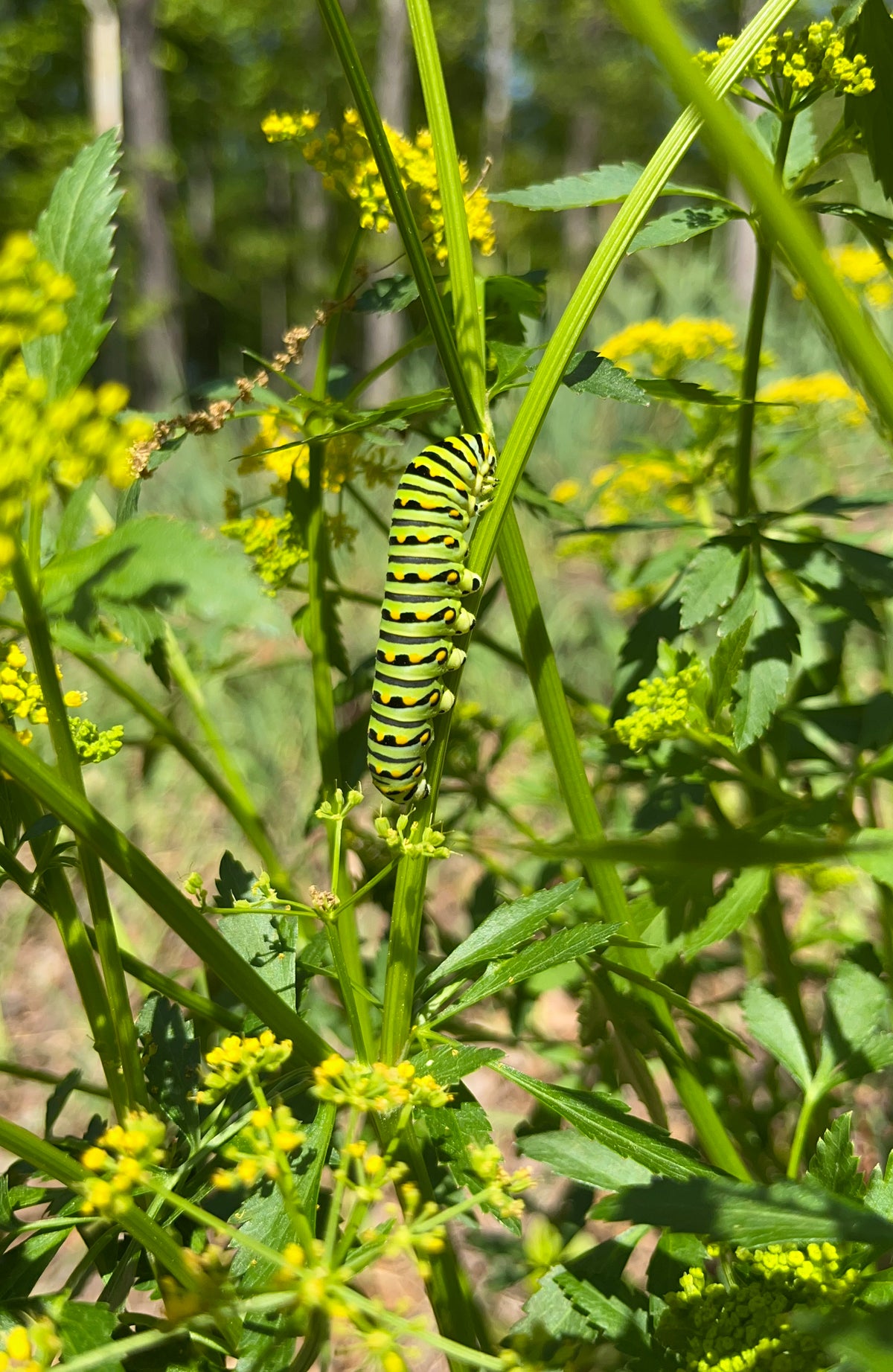 Zizia aurea