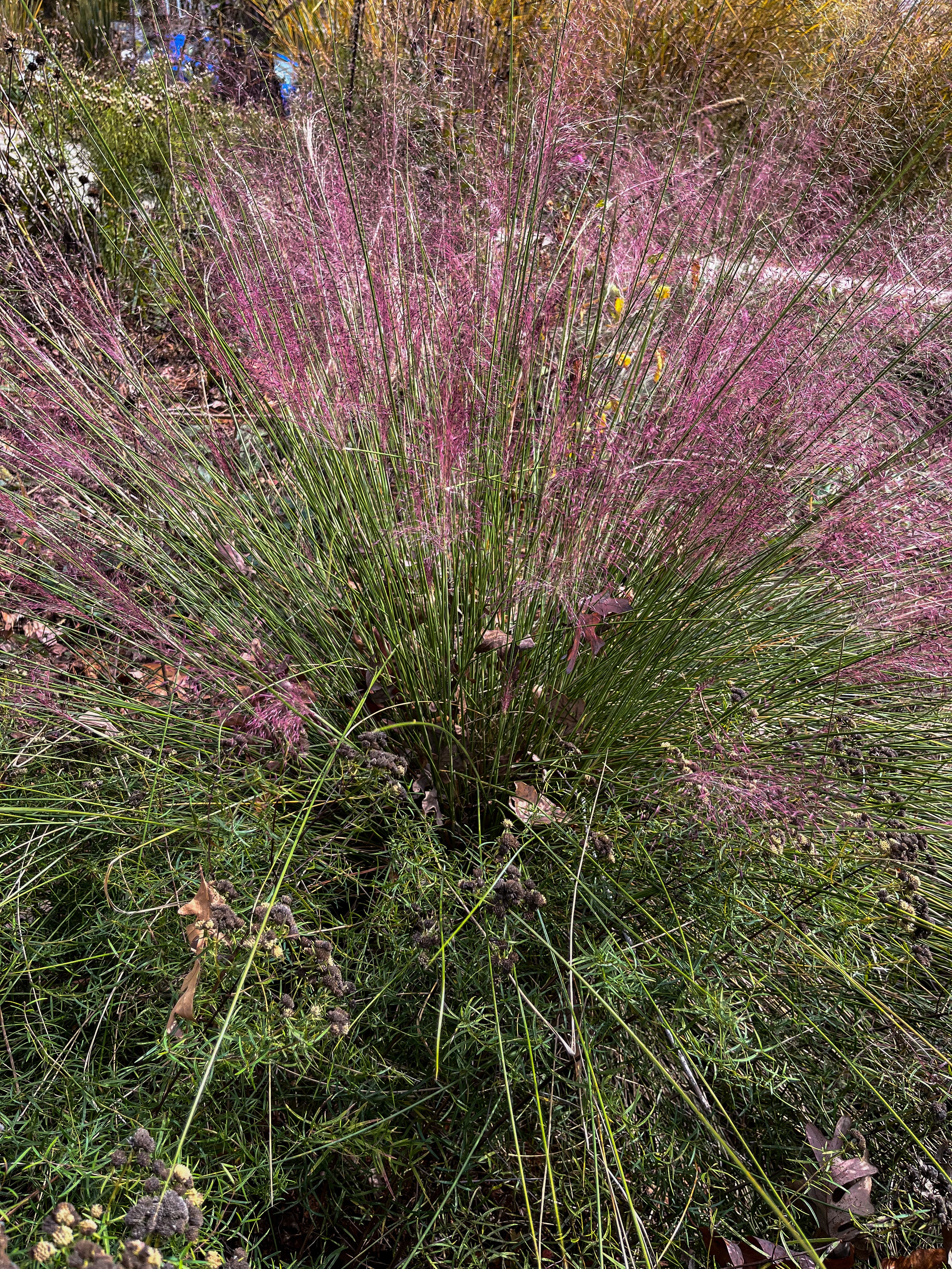 Muhlenbergia capillaris / Pink Muhly Grass (Grass Family)