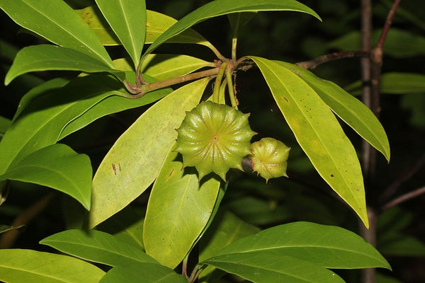 Illicium floridanum / Florida Anise (Schisandra Family)