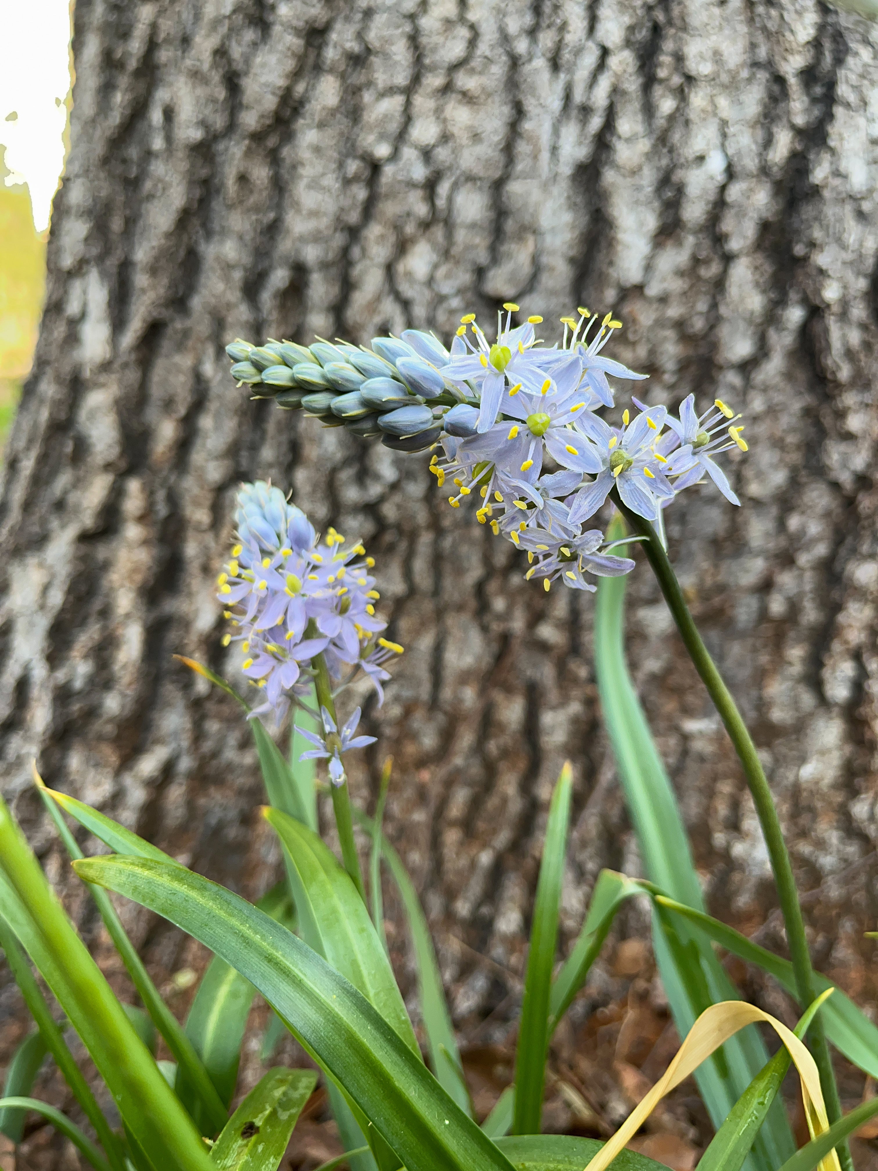 Camassia Scilloides / Wild Hyacinth (Asparagus Family)