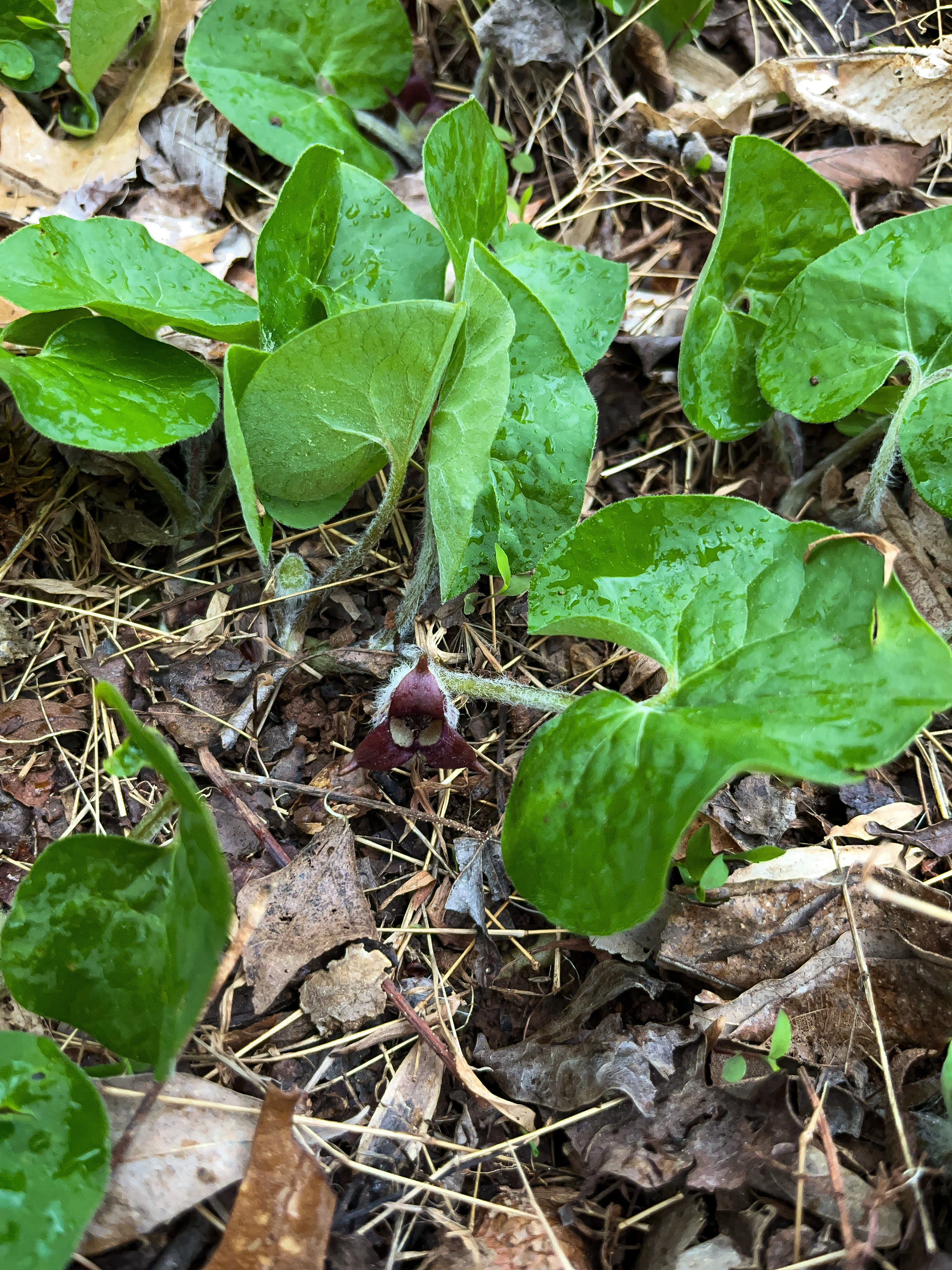 Asarum canadense / Canada Wild Ginger (Birthwort Family)