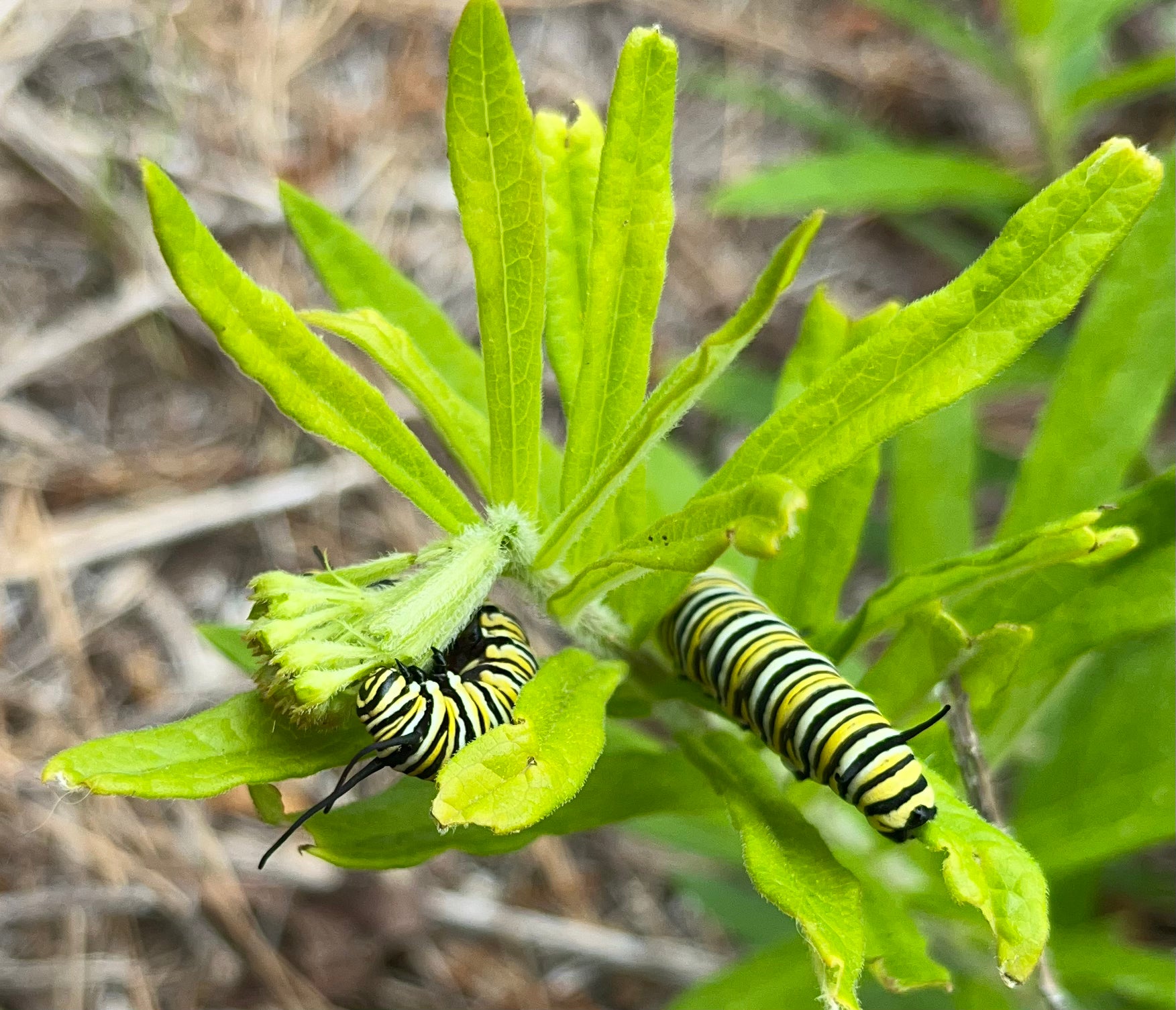 Asclepias tuberosa / Butterfly Milkweed (Dogbane Family)