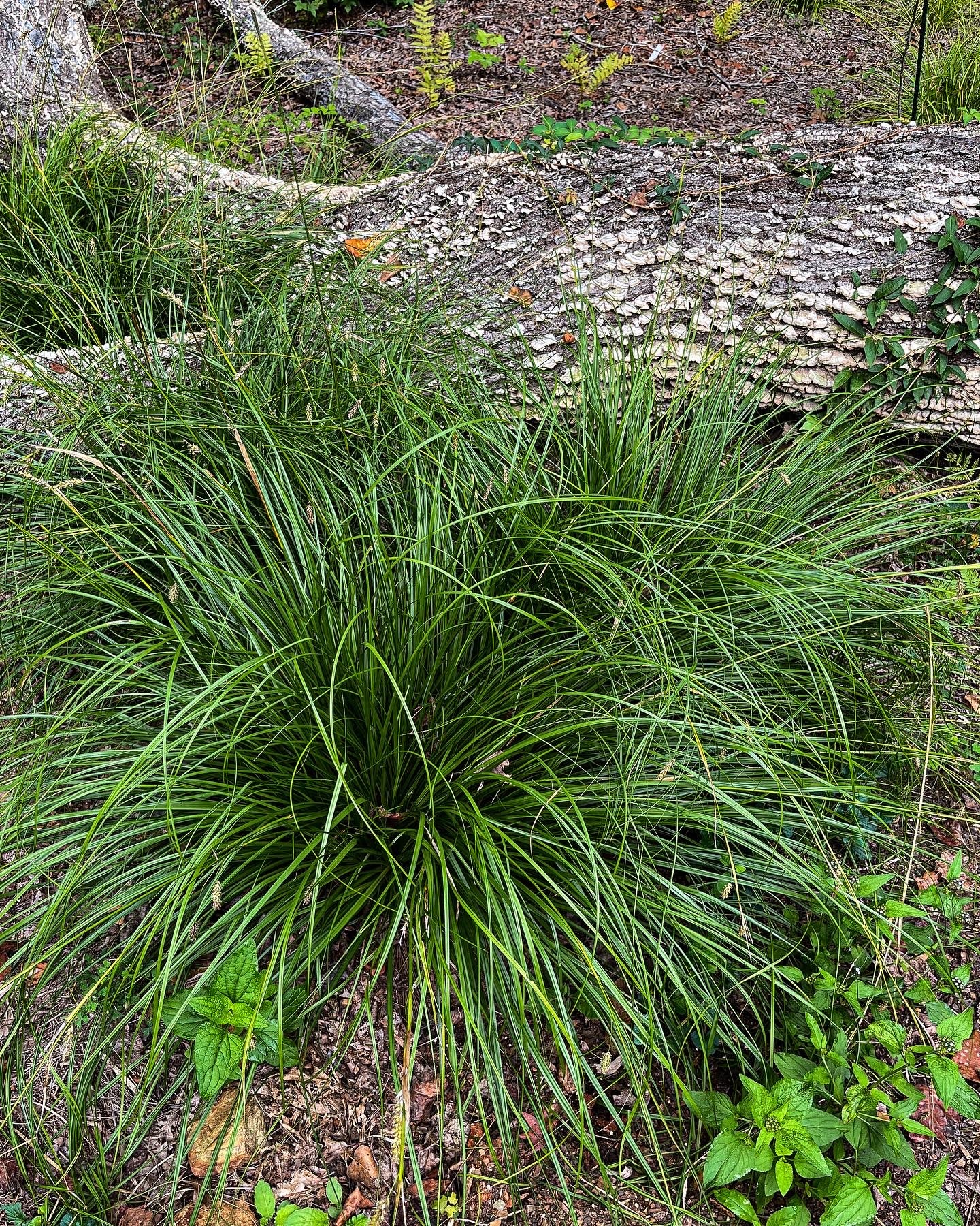 Carex cherokeensis / Cherokee Sedge (Sedge Family)