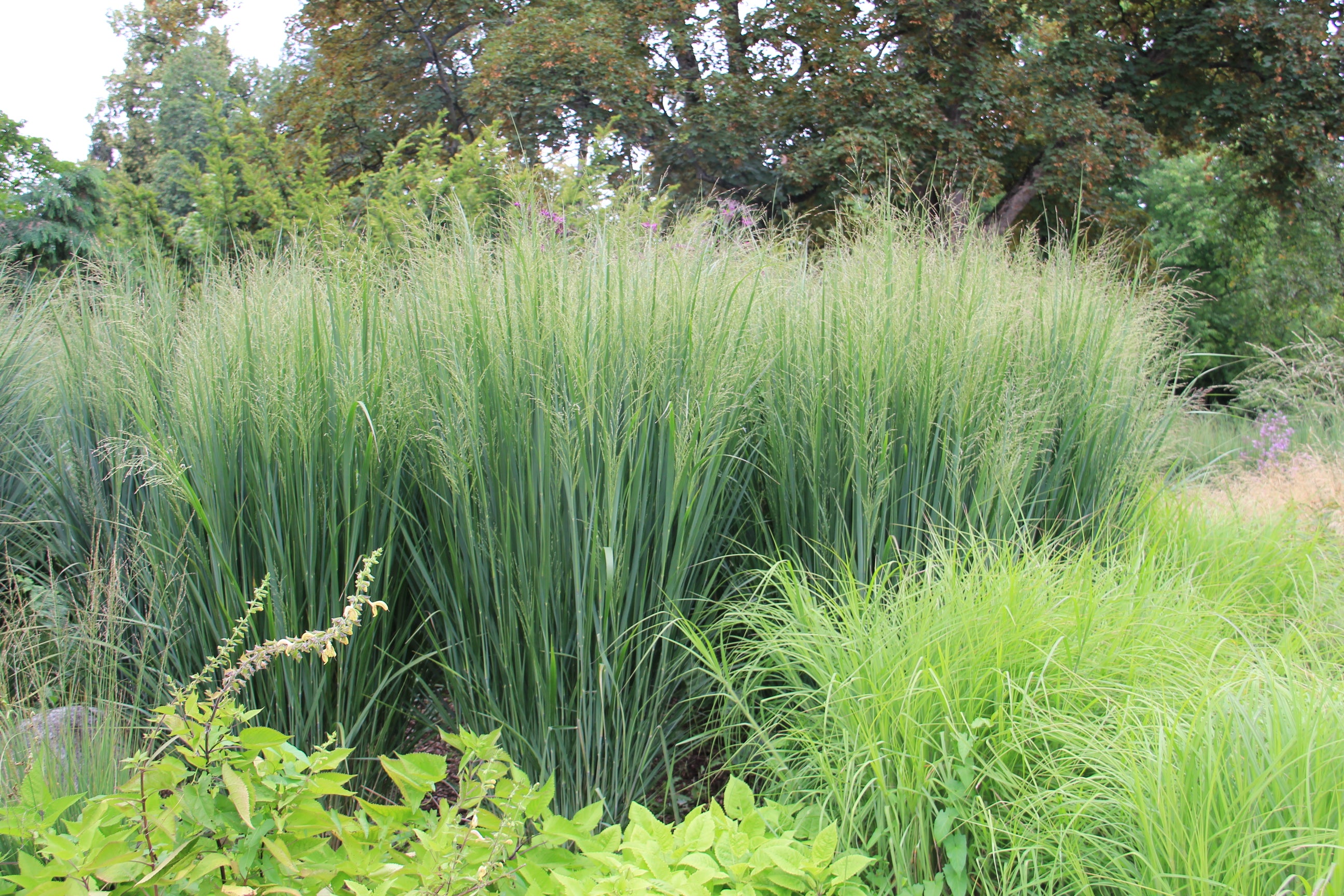 Panicum shop virgatum northwind