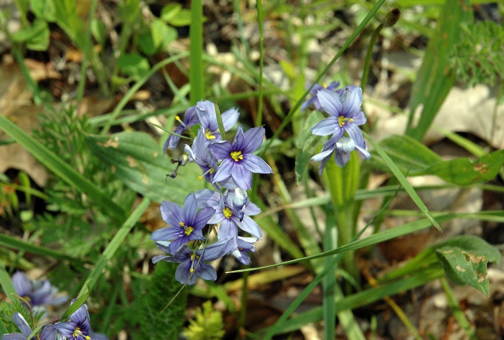 Sisyrinchium angustifolium / Blue-eyed Grass (Iris Family)